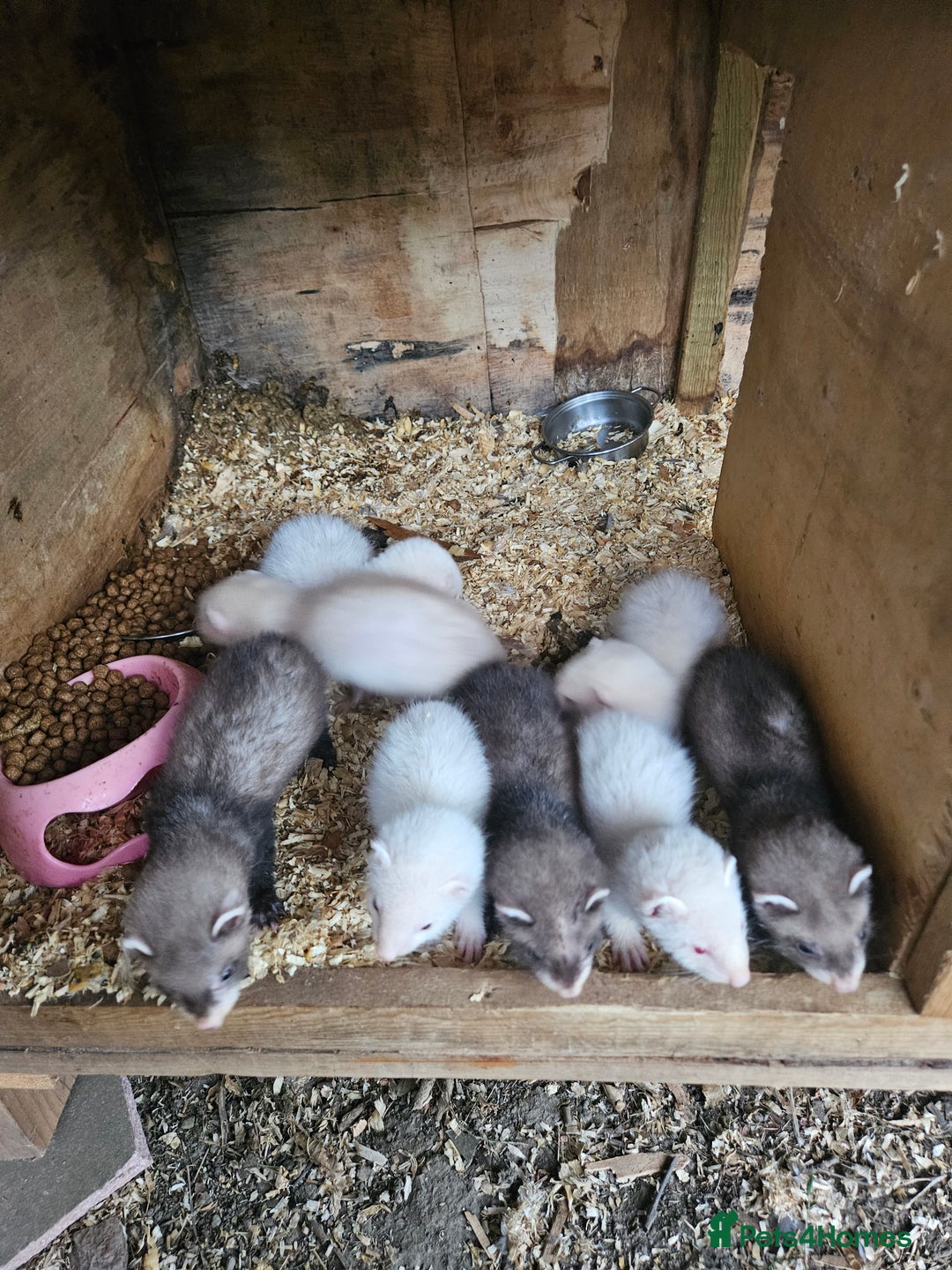 Ferret rodents for sale: Ferrets for sale hobs and jills - Image 1