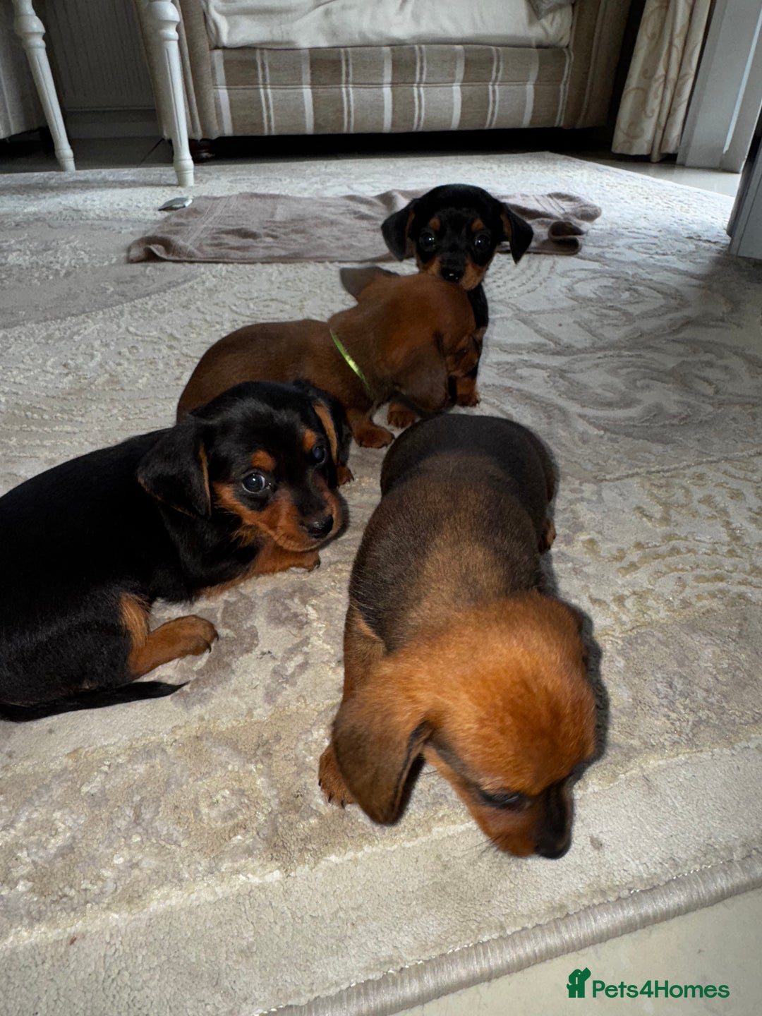 Miniature Dachshund dogs for sale: Miniature dachshunds - Image 3