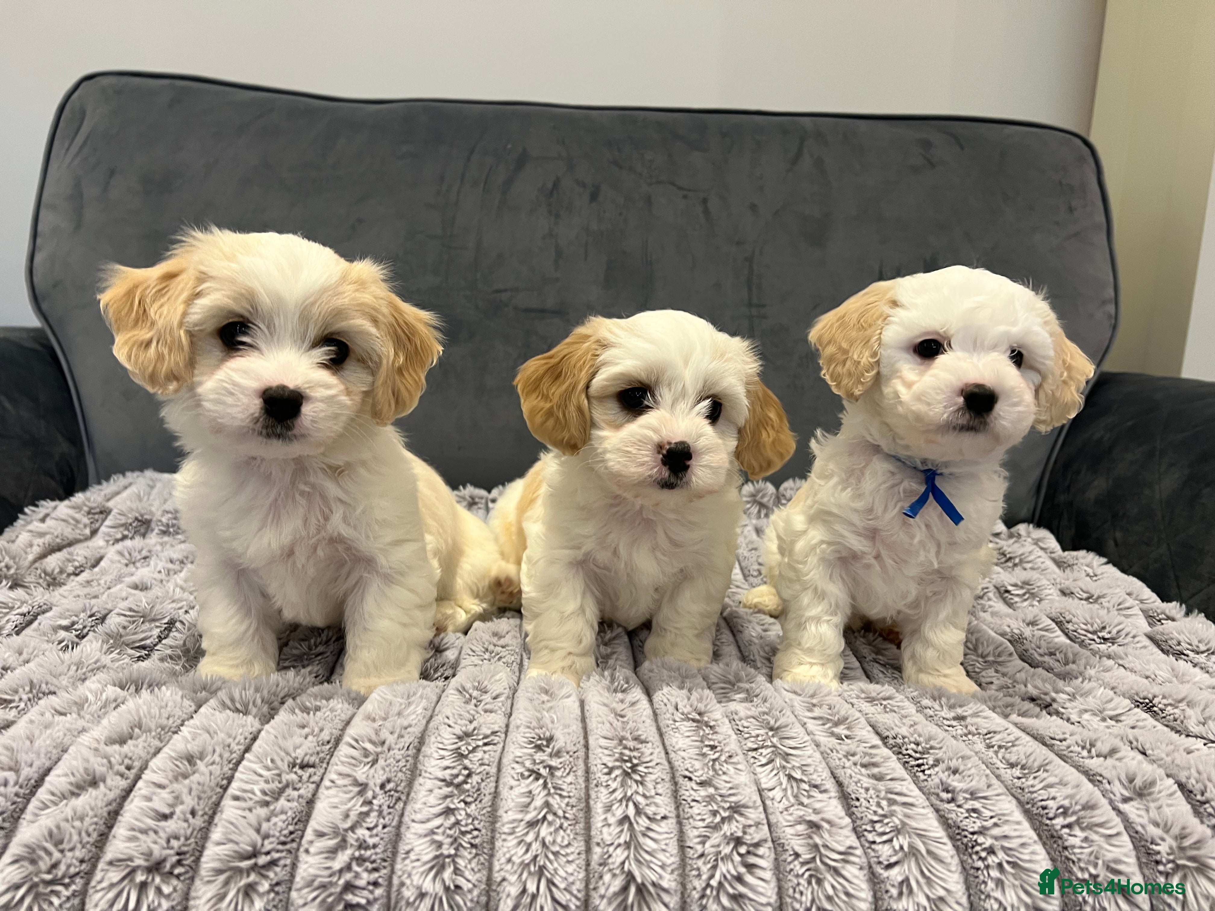 Cavachon dogs 🐶 Adorable Cavachon Puppies for Sale! 🐾 - Advert 2