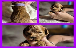 Cavapoo dogs for sale: ⭐️BEAUTIFUL INTENSE RED TOY CAVAPOO PUPPIES⭐️ - Image 13