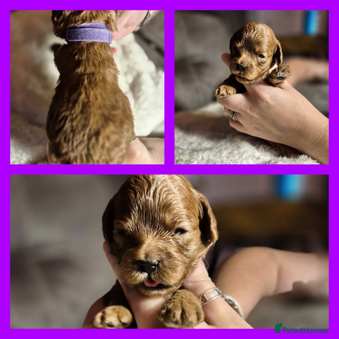 Cavapoo dogs for sale: ⭐️BEAUTIFUL INTENSE RED TOY CAVAPOO PUPPIES⭐️ - Image 13