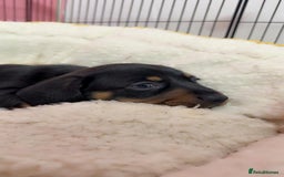 Dachshund dogs for sale: Dachshund miniature  - Image 6