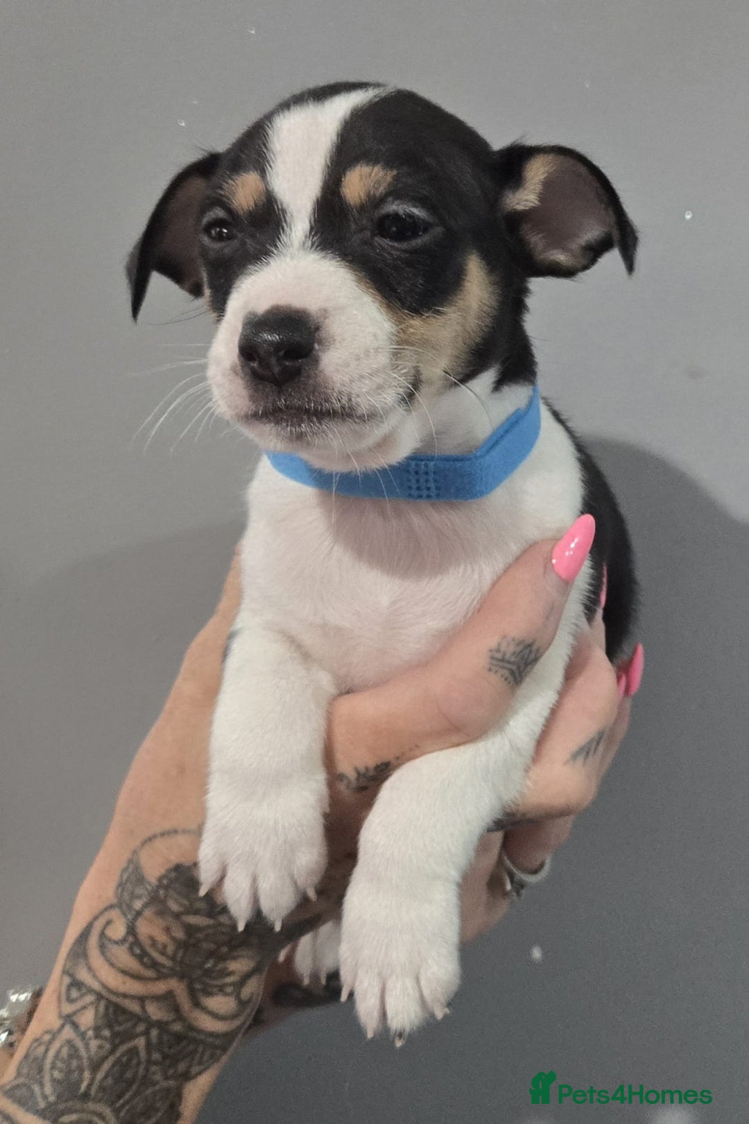 Jack Russell dogs for sale: Jack Russel puppys  - Advert 8