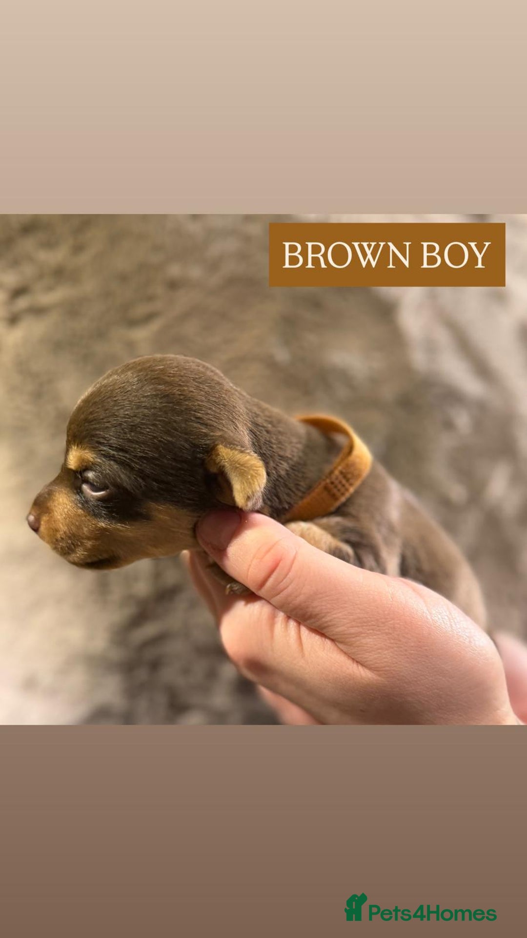 Jack Russell dogs for sale: Pure Breed special colour Jack Russells  - Advert 6