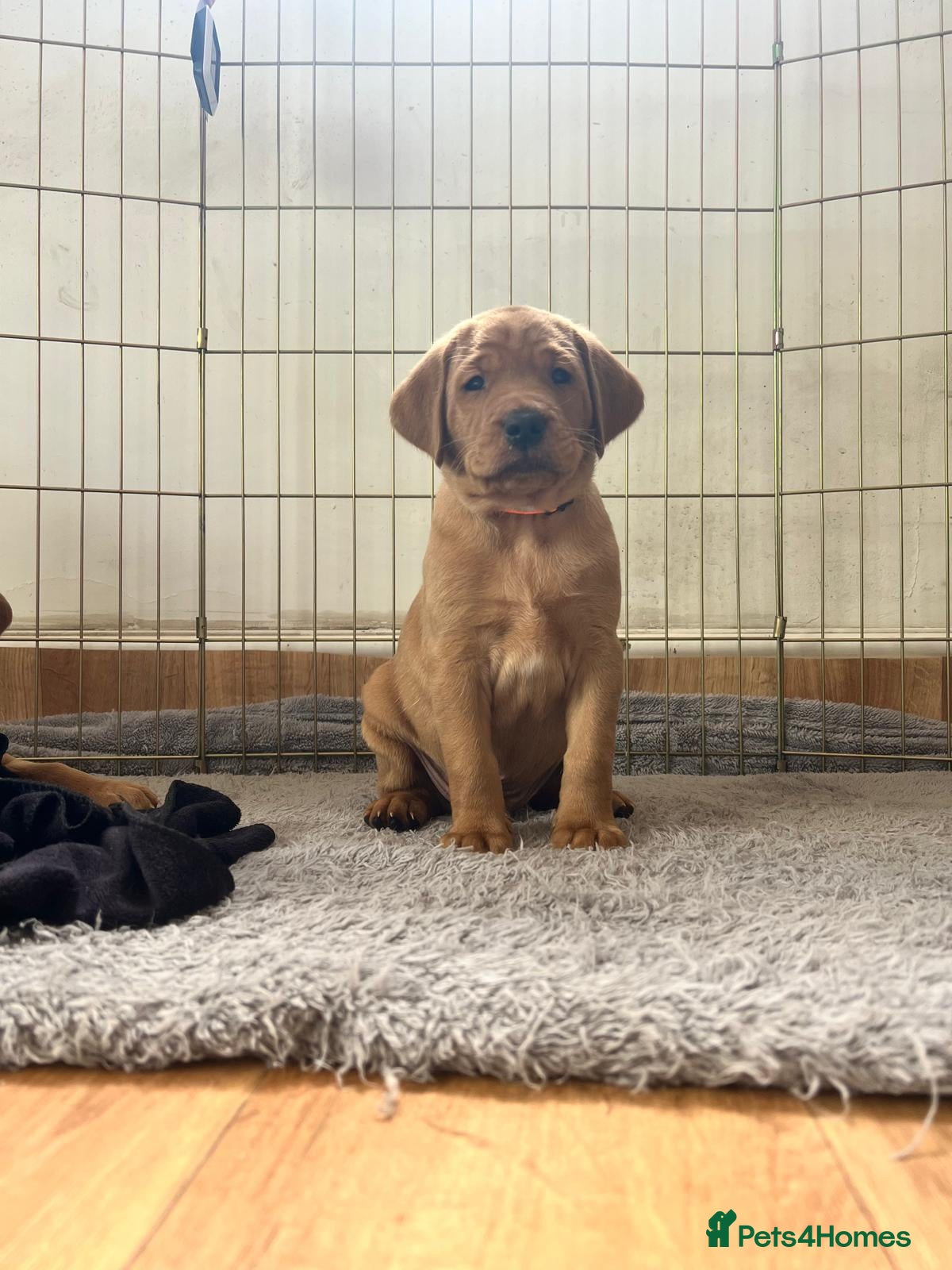 Labrador Retriever dogs KC Registered Fox Red Labrador Puppies - Advert 15