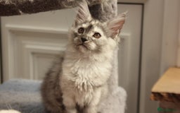 Maine Coon cats for sale: TICA PEDIGREE MAINE COON KITTENS  - Image 3