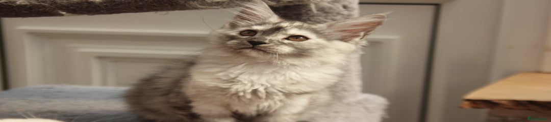 Maine Coon Kitten 5