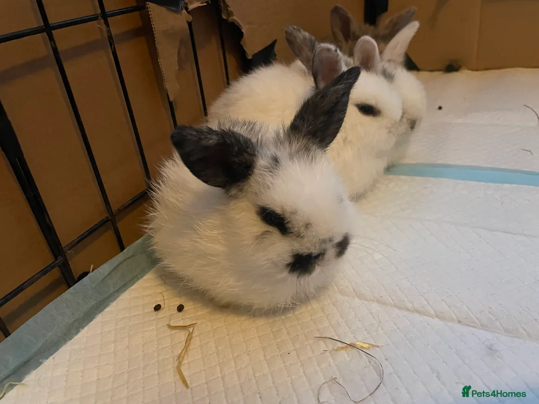 Mini Lion Lop rabbits for sale: 4 baby bunnies - Advert 3