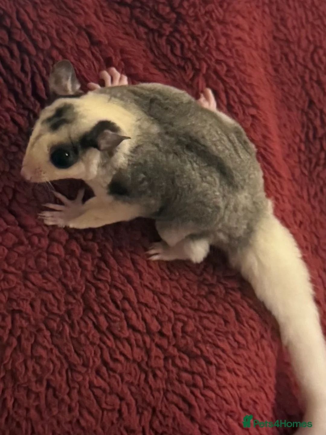 Sugar Glider rodents for sale: Tame sugar glider baby - Advert 5
