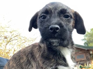 Mixed Breed dogs Border Terrier cross - Advert 6