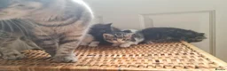 Mixed Breed cats for sale: 5 kittens for sale  - Advert 8