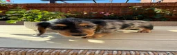 Miniature Dachshund dogs for sale: KC registered Miniature Dachshund Puppies - Advert 23