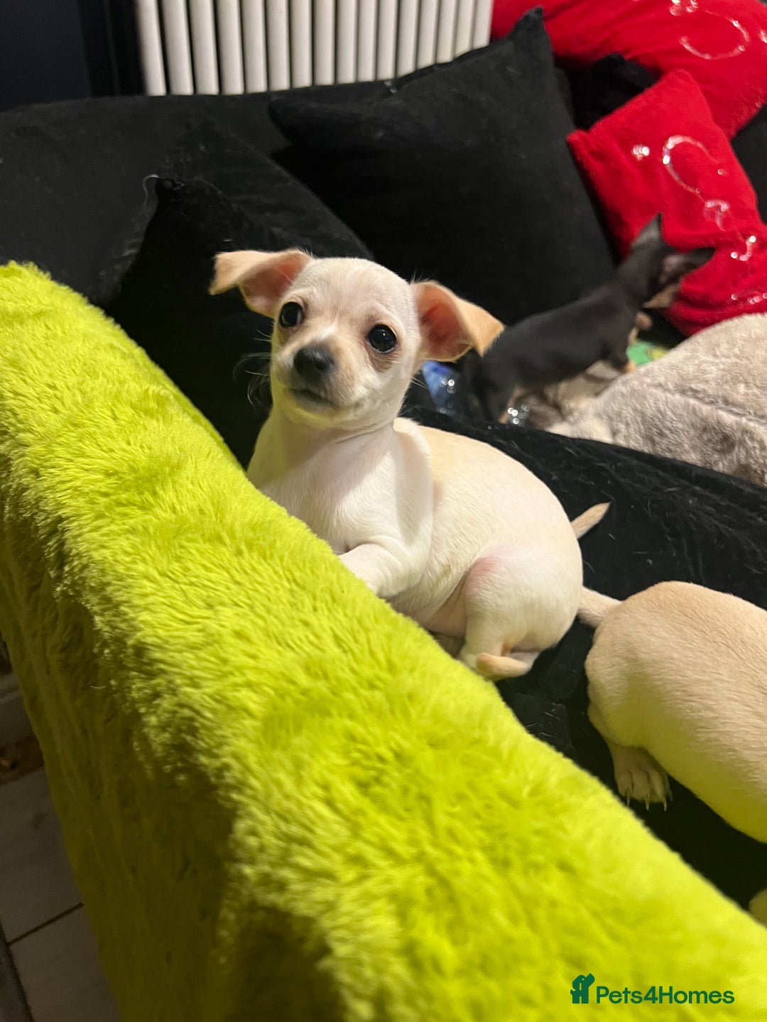 Chihuahua dogs for sale: Beautiful short hair chihuahua  - Advert 12