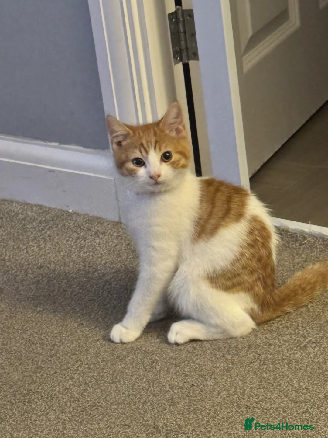 Mixed Breed cats for sale: Kitten  - Advert 6