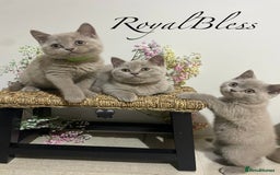 British Shorthair cats for sale: 👑ROYALBLESS STUNNING LILAC BRITISH SHORTHAIR  - Image 15