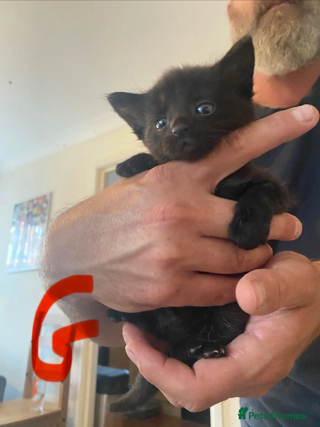 British Shorthair cats for sale: Kittens for sale  - Advert 6
