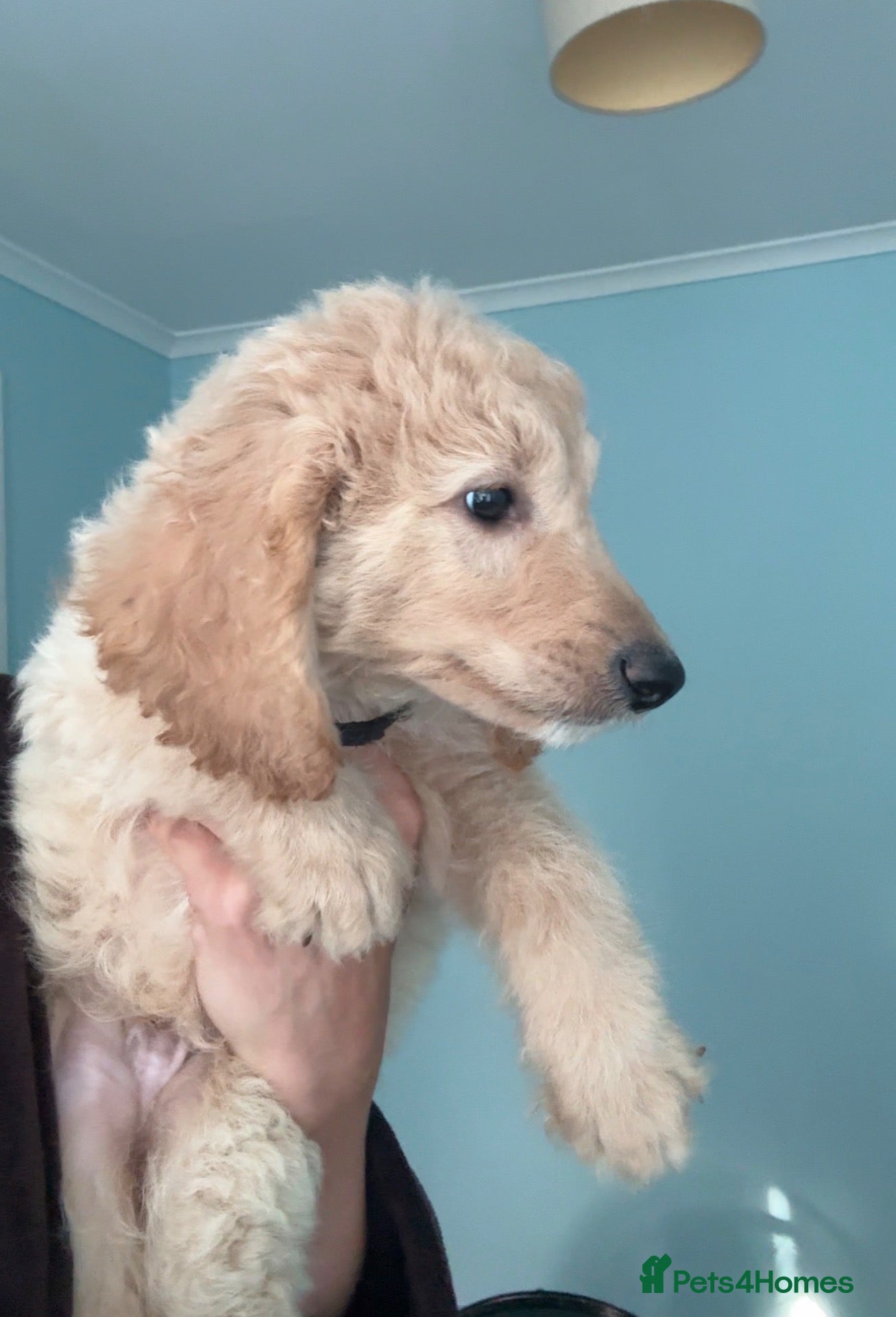Mini Goldendoodle dogs LAST 2 GOLDENDOODLE PUPPIES - Advert 1