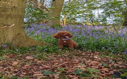 Miniature Poodle dogs for stud: Stunning proven KC health tested Red Stud in Reading - Image 3