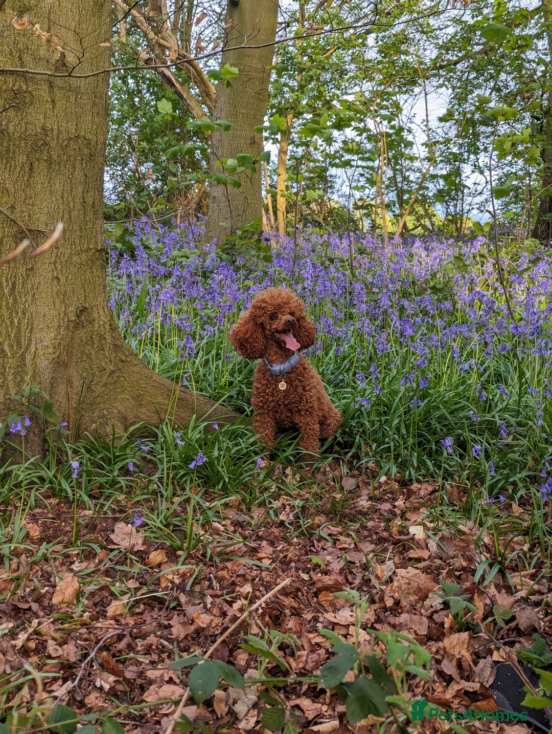 Miniature Poodle dogs for stud: Stunning proven KC health tested Red Stud in Reading - Image 3
