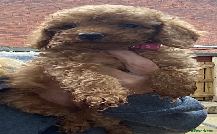 Doxiepoo dogs - Advert 1