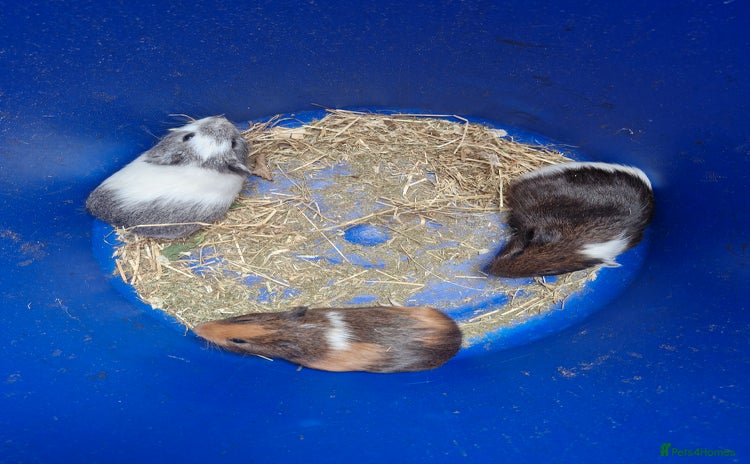 Guinea Pig rodents - Advert 5