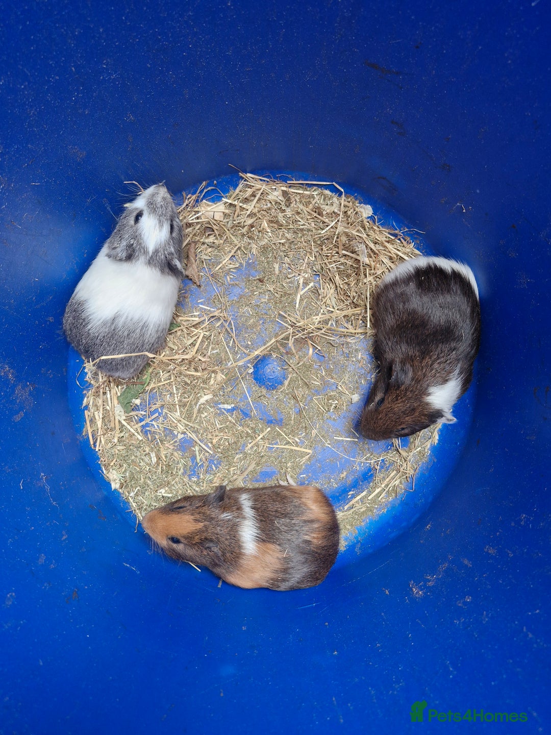 Guinea Pig rodents for sale: Smooth male guinea pigs  - Image 1