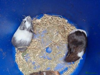 Guinea Pig rodents - Advert 8