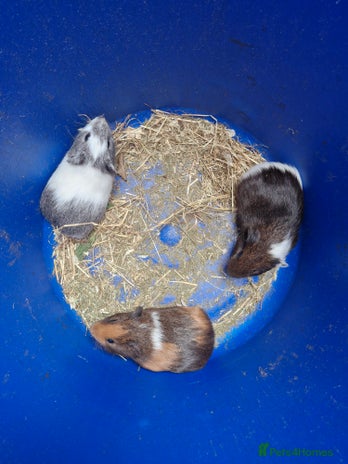 Guinea Pig rodents - Advert 2