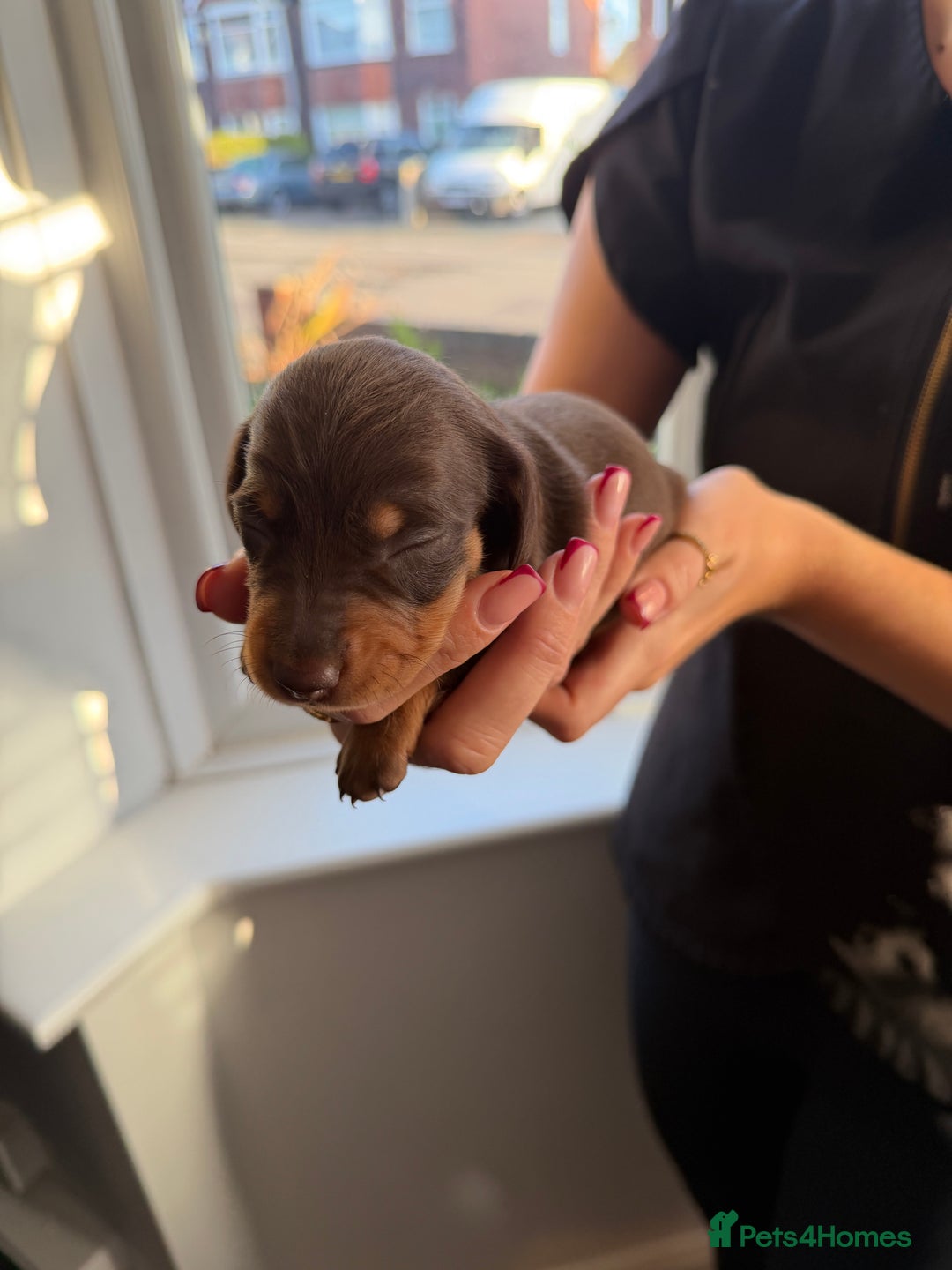 Miniature Dachshund dogs for sale: KC reg Miniature Dachshunds available 24thDecember - Advert 15