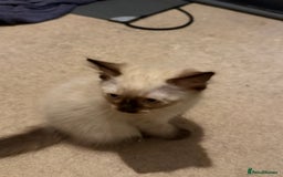 Ragdoll cats for sale: Ragdoll kittens for sale  - Image 16