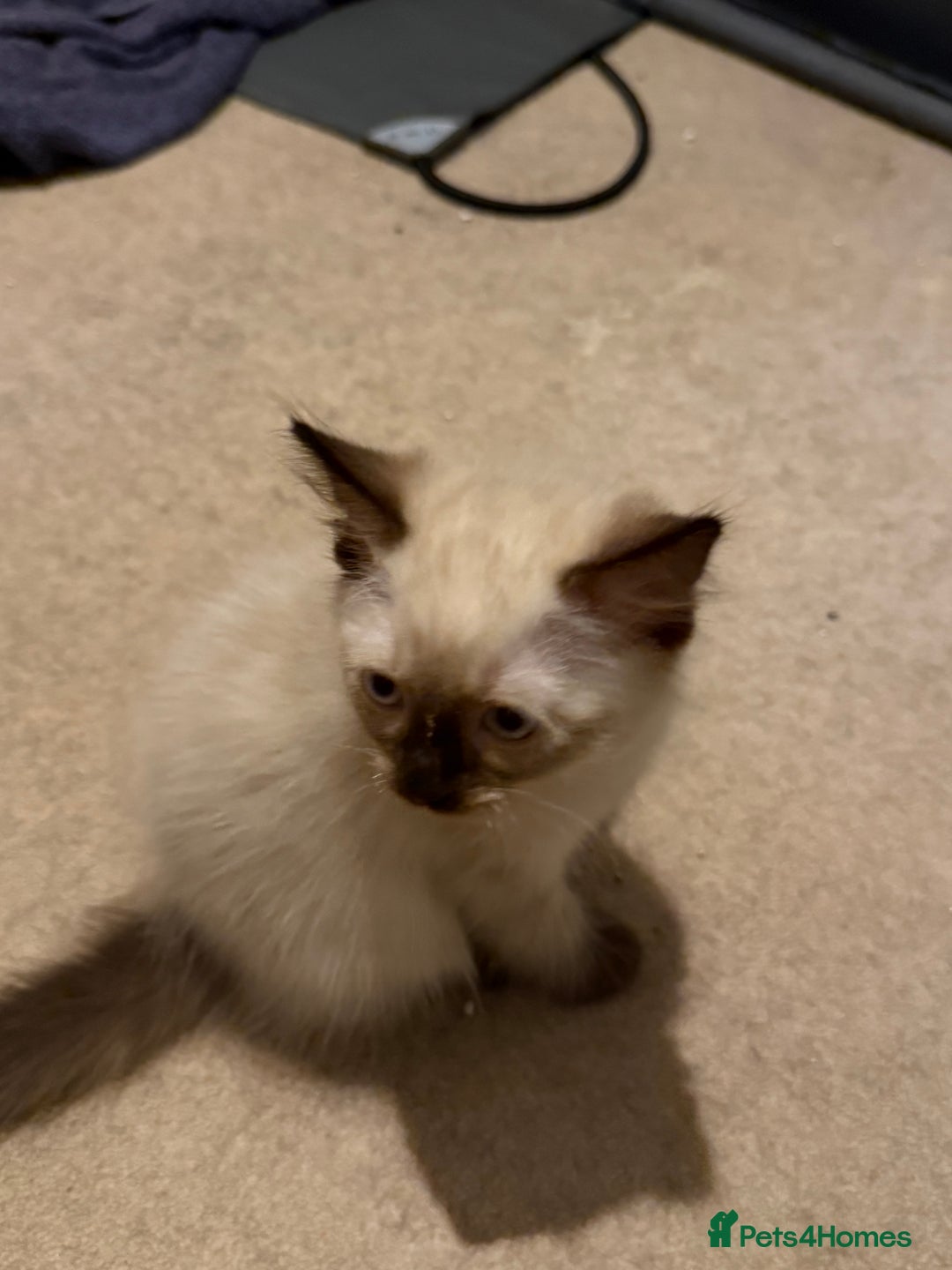 Ragdoll cats for sale: Ragdoll kittens for sale  - Image 16
