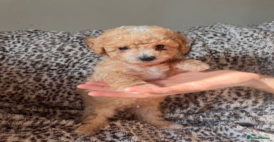 Maltipoo dogs - Advert 1
