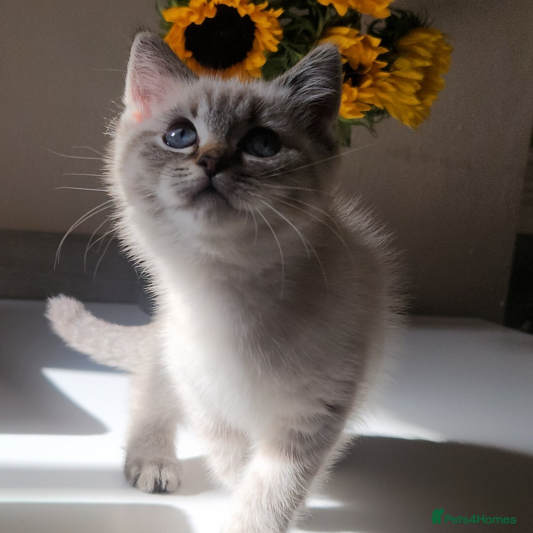 British Shorthair cats for sale: Ready now - Image 4