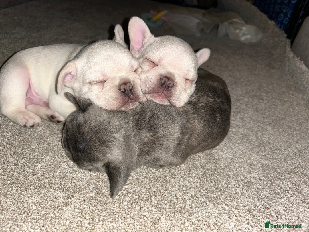 French Bulldog dogs for sale: French fries due to leave 3rd January  - Advert 5