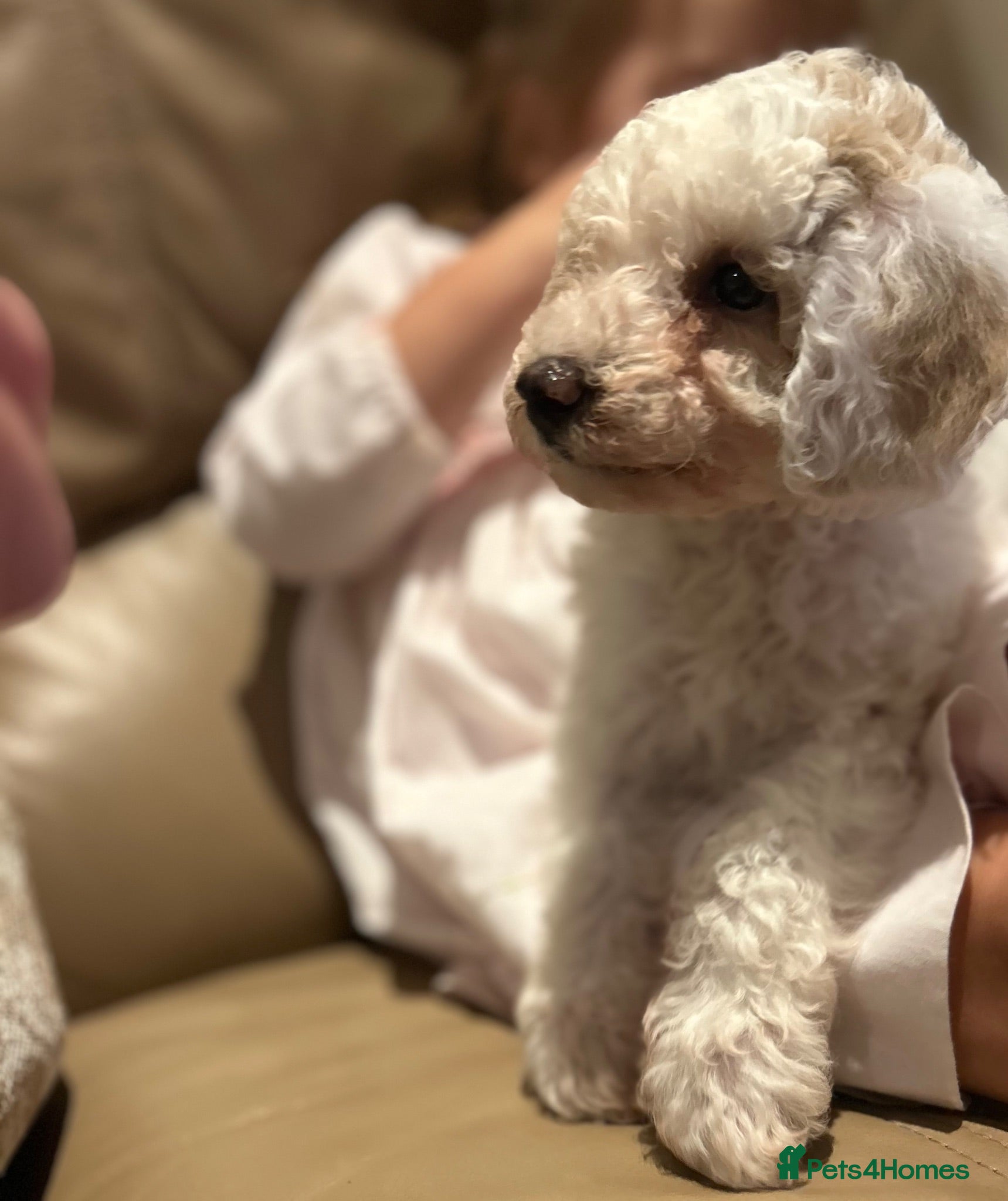 Maltipoo dogs Quality Maltipoo puppy’s girl available  - Advert 15