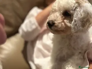 Maltipoo dogs Quality Maltipoo puppy’s girl available - Advert 15
