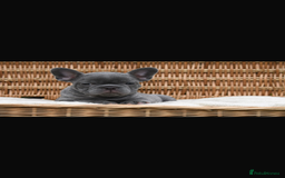 French Bulldog dogs for sale: Beautiful litter of 8 French bulldog puppies - Image 12