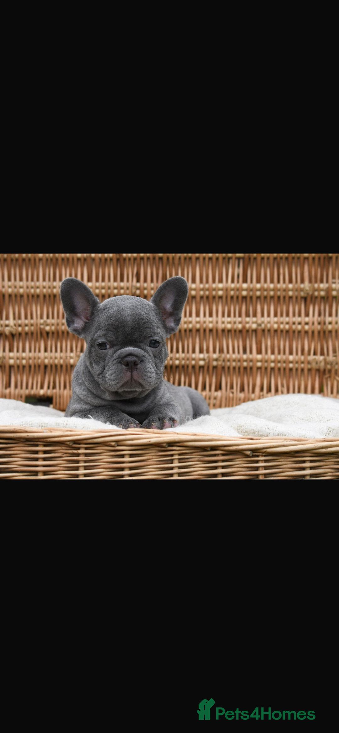 French Bulldog dogs for sale: Beautiful litter of 8 French bulldog puppies - Image 12
