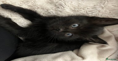 Mixed Breed cats - Advert 5