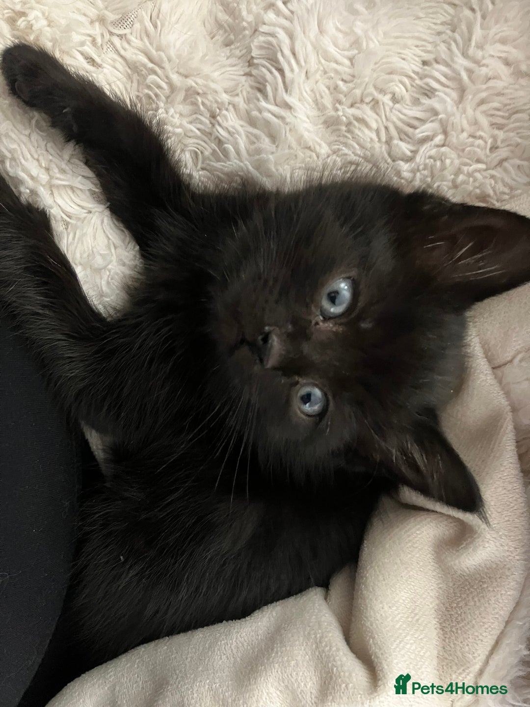 Mixed Breed cats for sale: 4 extremely loving kittens for sale  - Image 2