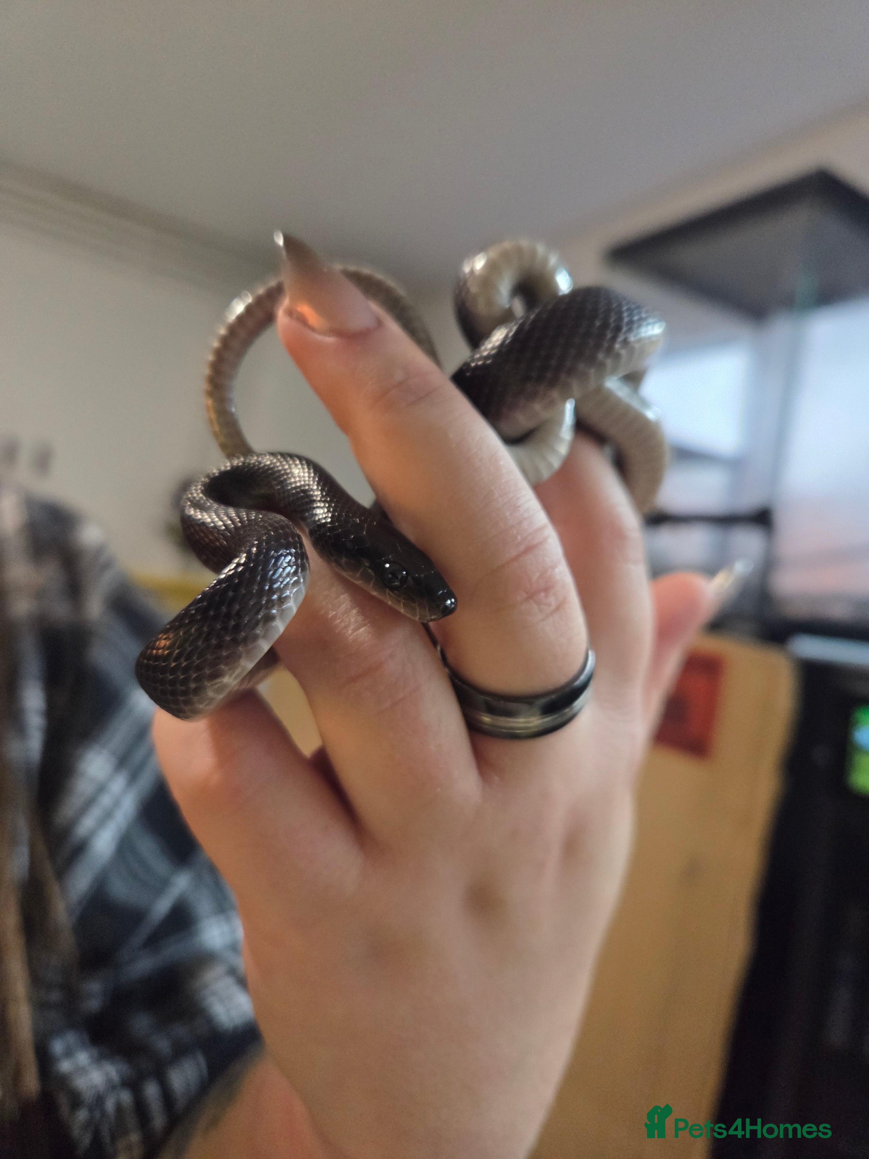 Snake reptiles Black African House Snake - Advert 5