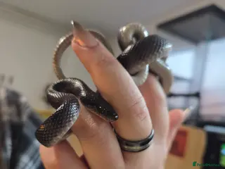 Snake reptiles Black African House Snake - Advert 7