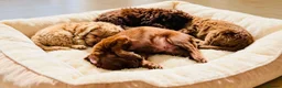 Cavapoo dogs for sale: Exquisite Merle F1b cavapoo puppies for sale  - Advert 12