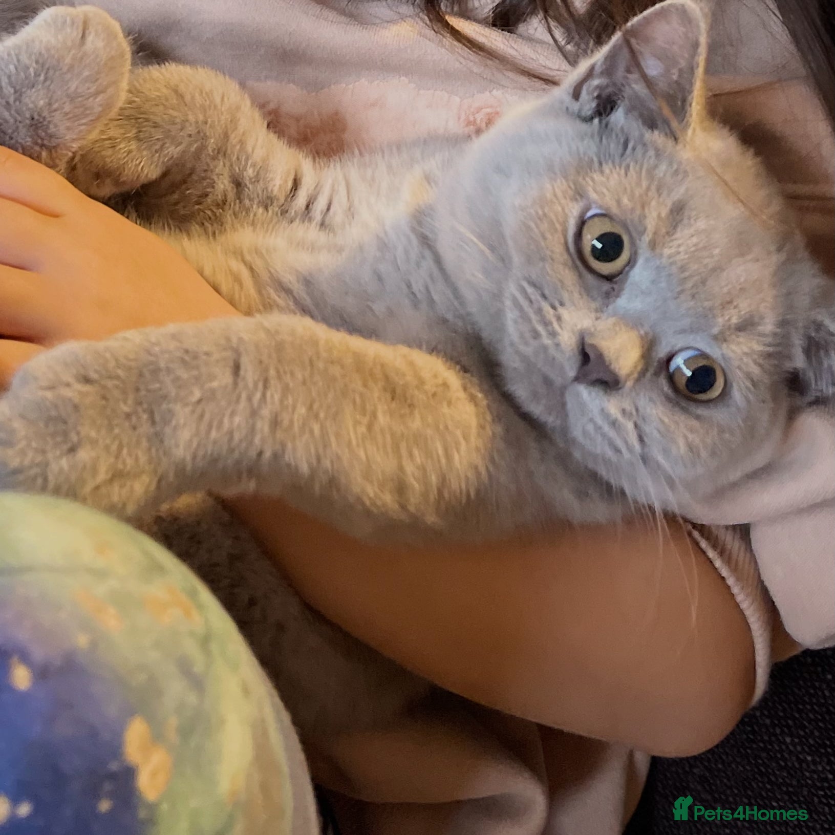 British Shorthair cats Gorgeous BSH Kittens – Cinnamon, Lilac & Black 🐾 - Advert 1