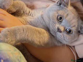 British Shorthair cats Gorgeous BSH Kittens – Cinnamon, Lilac & Black 🐾 - Advert 8