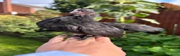 Chickens poultry for sale: Steam chickens for sale  - Advert 6