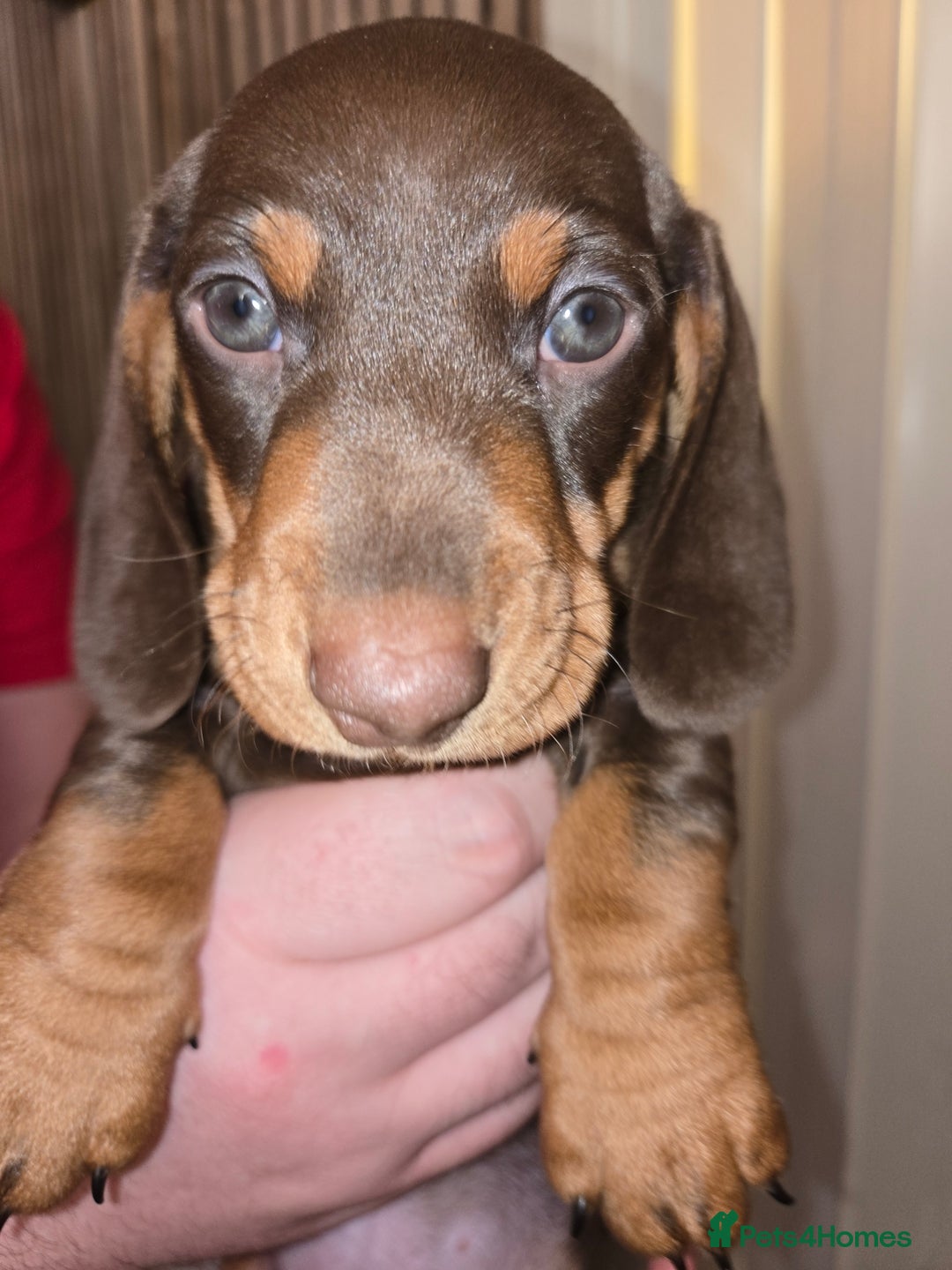 Dachshund dogs for sale: Beautiful KC REG dachshund pups - Advert 7