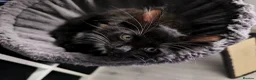 Mixed Breed cats for sale: Long hair kittens & short hair kittens ready now  - Advert 17
