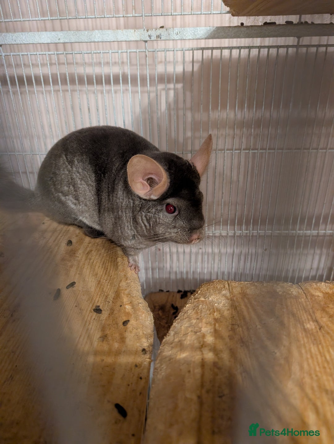 Chinchilla rodents for sale: Medium Tan Lovely Female Chinchilla for sale - Advert 6