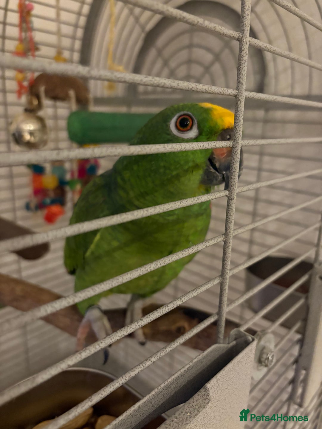 Parrots birds for sale: Yellow crown Amazon Alfie  - Advert 5